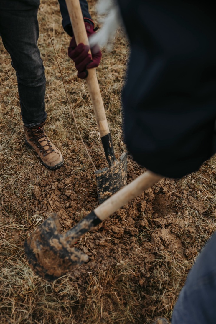 Vrijwilligers met jonge bomen